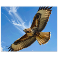 ca7d20ab-ebbe-4d5e-bf1c-40f9b0742503